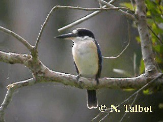 Forest Kingfisher - ML201724631