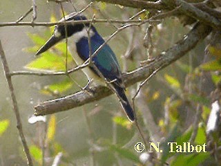 Forest Kingfisher - ML201724641