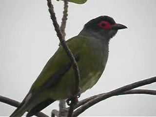 Australasian Figbird - ML201724881