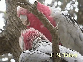 kakadu růžový - ML201724931
