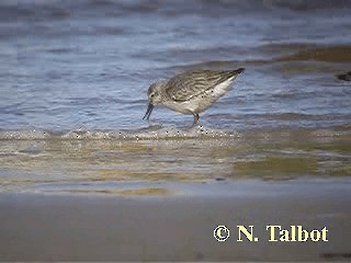 Red Knot - ML201725041