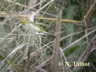 Graumantel-Brillenvogel - ML201725191