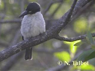 Torresian Kingfisher - ML201725221