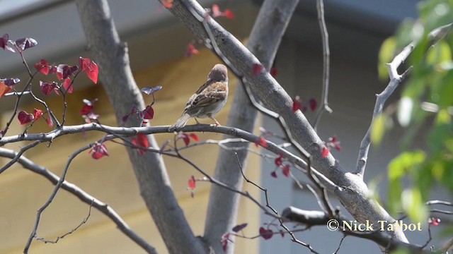 Eurasian Tree Sparrow - ML201725461