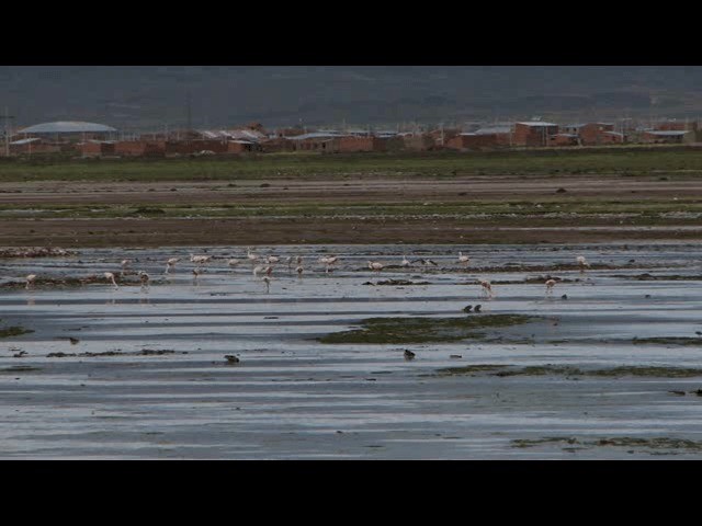 Andean Flamingo - ML201725951