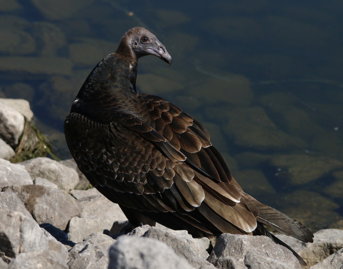 Turkey Vulture - Victor  Fazio III