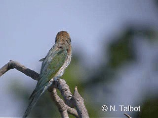 Rainbow Bee-eater - ML201726231