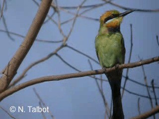 Rainbow Bee-eater - ML201726241