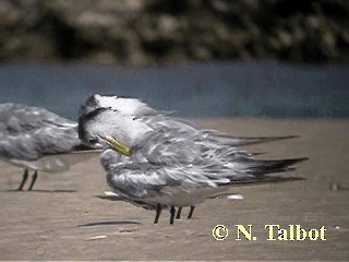 Great Crested Tern - ML201726311