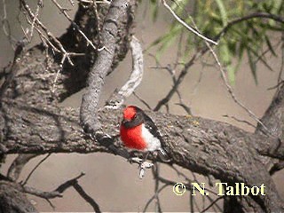 Red-capped Robin - ML201726381