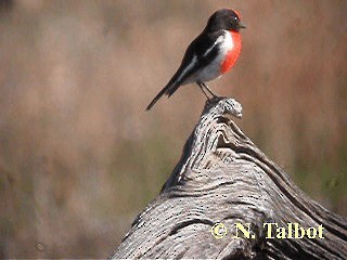 Red-capped Robin - ML201726401