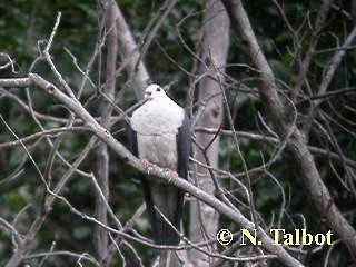 White-headed Pigeon - ML201726541