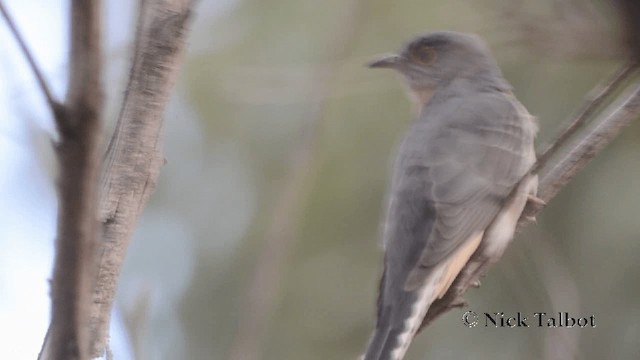 Fan-tailed Cuckoo - ML201727311