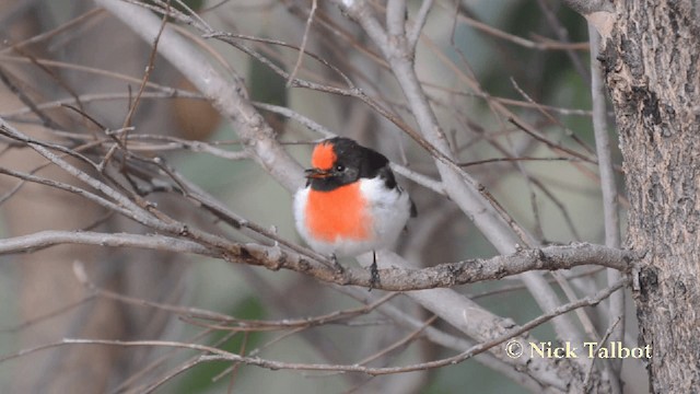 Red-capped Robin - ML201727341