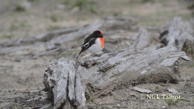 Red-capped Robin - ML201727351