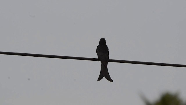 Black Drongo - ML201727521
