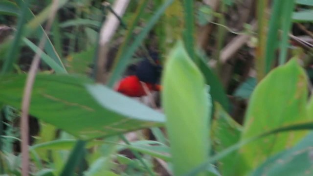 Scarlet-headed Blackbird - ML201727911