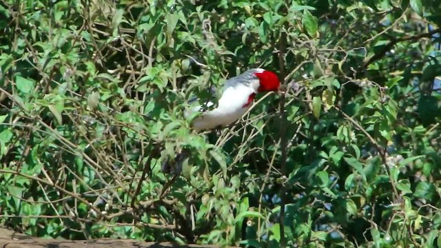 Red-crested Cardinal - ML201728001