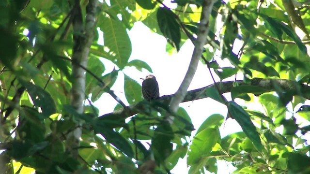 White-barred Piculet - ML201728251