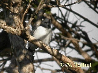White-breasted Woodswallow - ML201728541