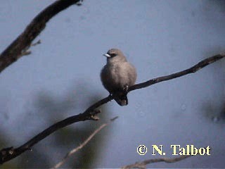 Black-faced Woodswallow (Black-vented) - ML201728551