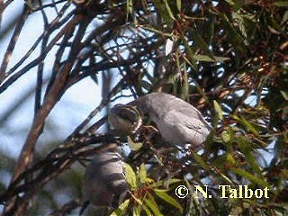 Black-faced Woodswallow (Black-vented) - ML201728561