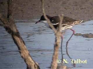 Red-kneed Dotterel - ML201728701