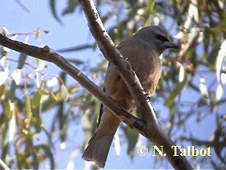 White-browed Woodswallow - ML201728861