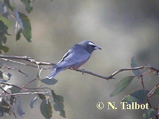 White-browed Woodswallow - ML201728871
