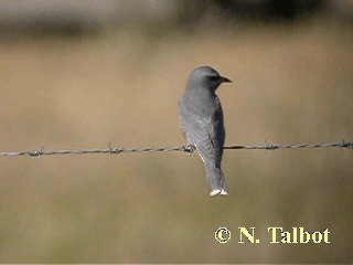 White-browed Woodswallow - ML201728881