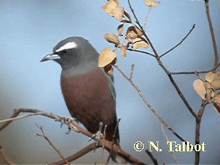 White-browed Woodswallow - ML201728891