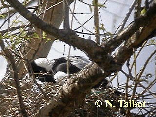 Australian Magpie (Black-backed) - ML201728911