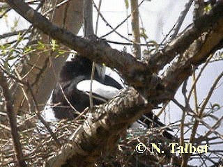 Australian Magpie (Black-backed) - ML201728921
