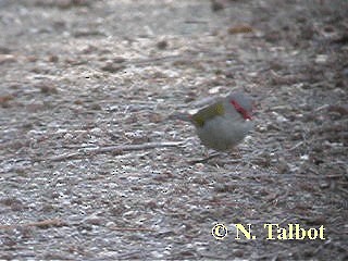 Red-browed Firetail - ML201728971