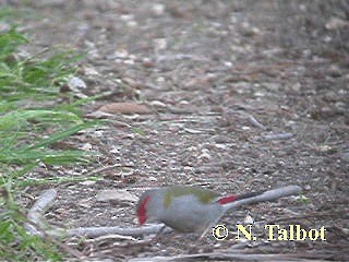 Red-browed Firetail - ML201728981