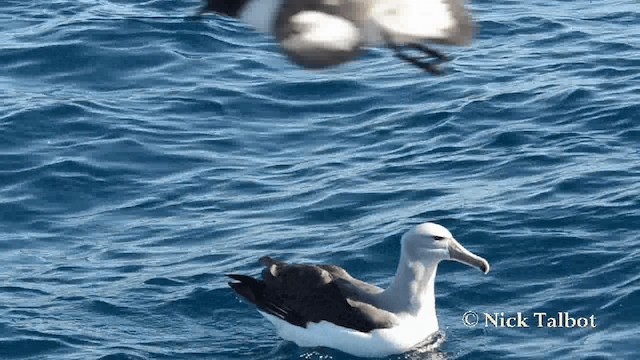 White-capped Albatross (steadi) - ML201729281