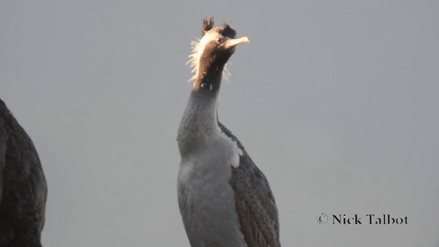 Spotted Shag - ML201729341