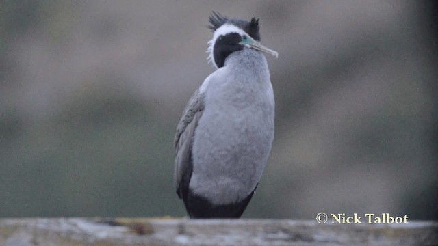 Spotted Shag - ML201729351