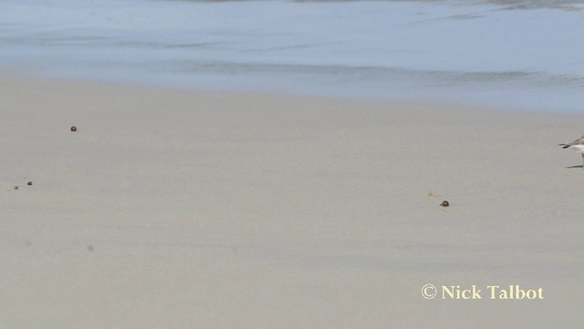 Double-banded Plover - ML201729791