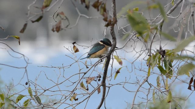 Sacred Kingfisher (Australasian) - ML201729991