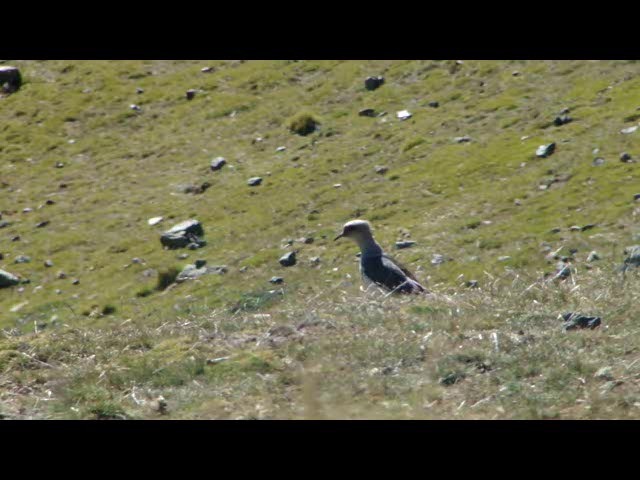 Andean Lapwing - ML201730221