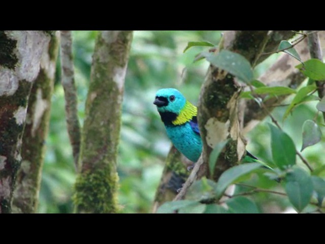 Green-headed Tanager - ML201730401