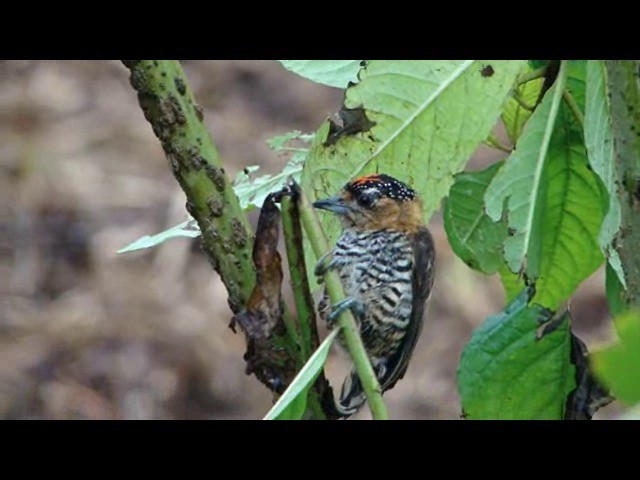 Ochre-collared Piculet - ML201730441