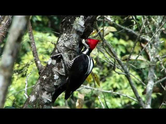 Crimson-crested Woodpecker - ML201730471