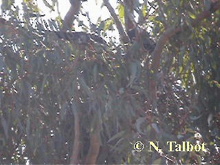 eukalyptusfalk - ML201730631