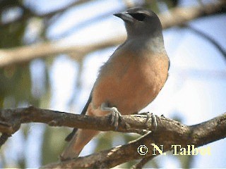 White-browed Woodswallow - ML201730701
