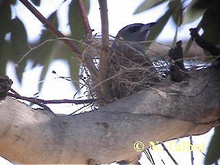 White-browed Woodswallow - ML201730711