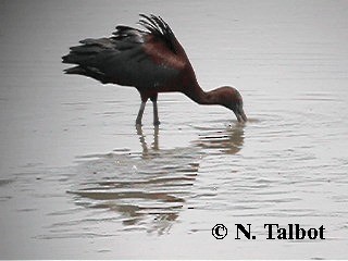 ibis hnědý - ML201731041