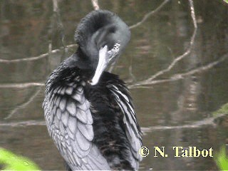  - Little Black Cormorant