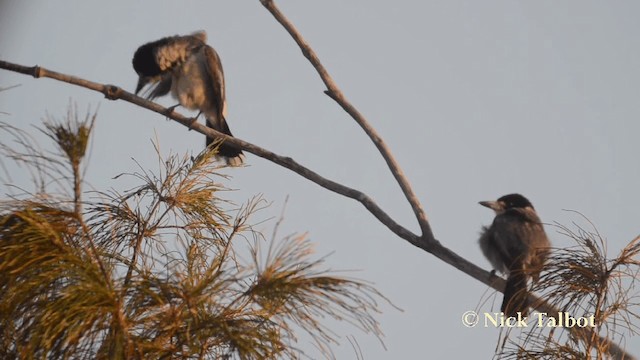 Gray Butcherbird - ML201731311